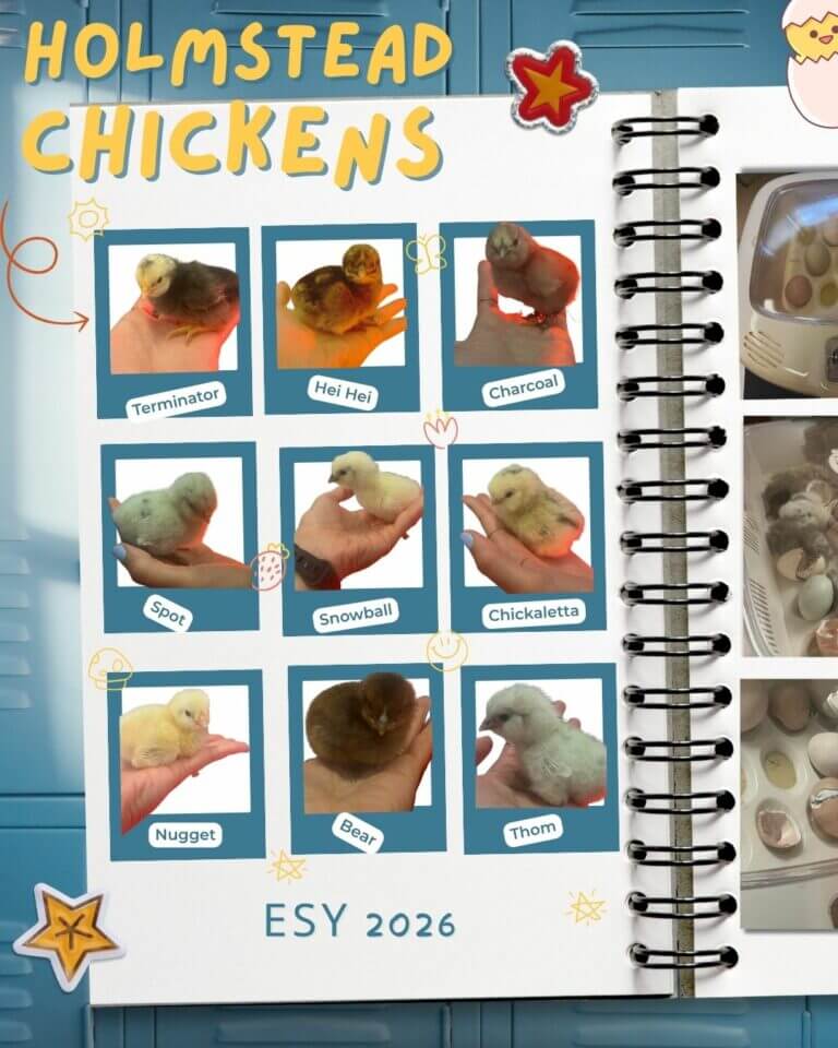 Holmstead chickens 2026