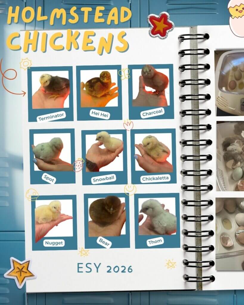 Holmstead chickens 2026